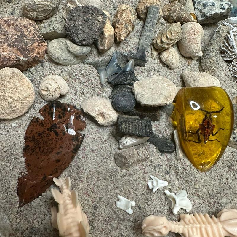Fossil Mining Bucket -with Dinosaur Skeletons, Shark Teeth, and More natural crystal